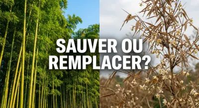 Comparaison entre un bambou vert en bonne santé et un bambou sec fleuri avec la question Sauver ou Remplacer.