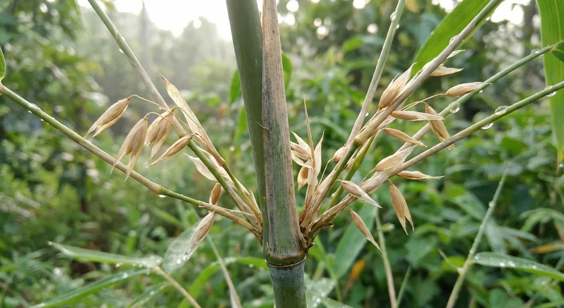 Détail des premiers signes de floraison sur une tige de bambou.
